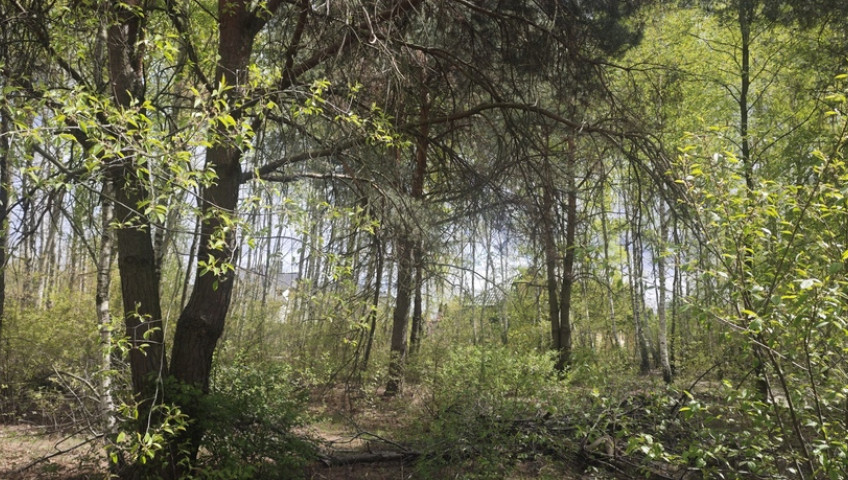 Działka Sprzedaż Lipków